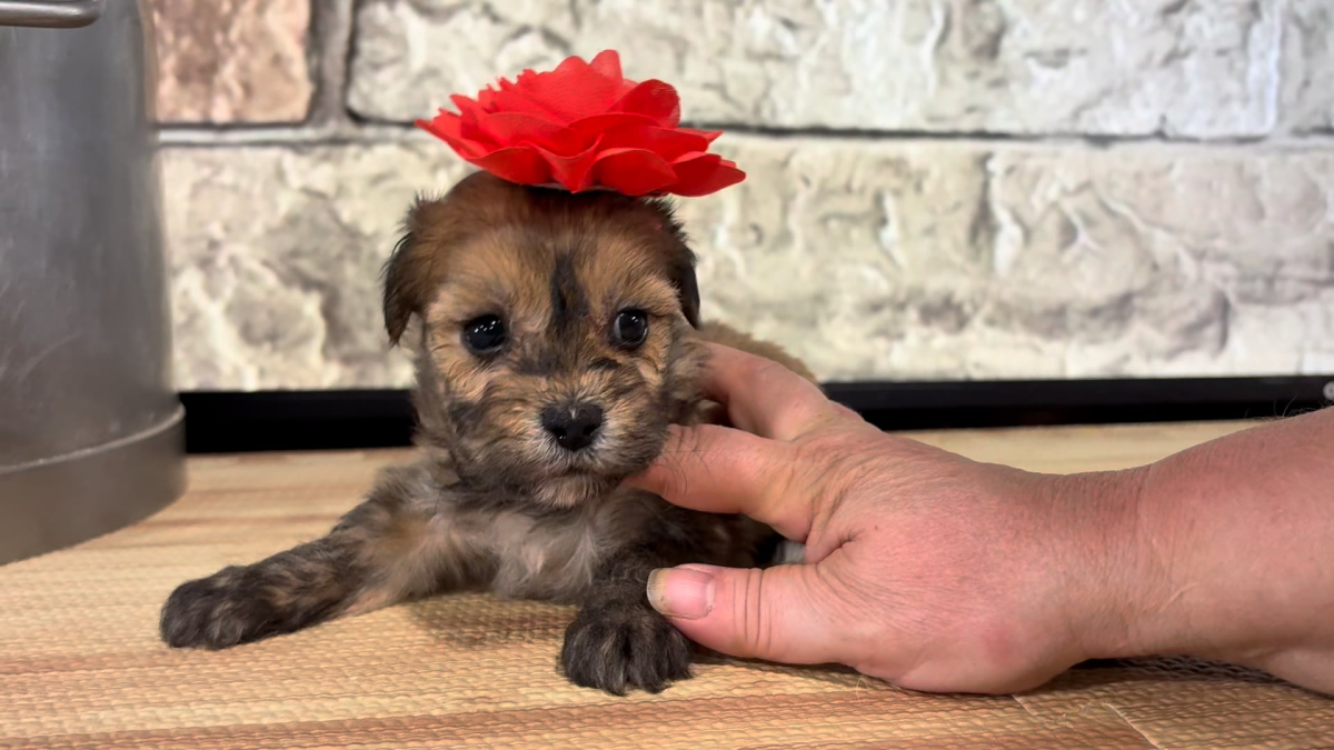 Teddypoo F 4799