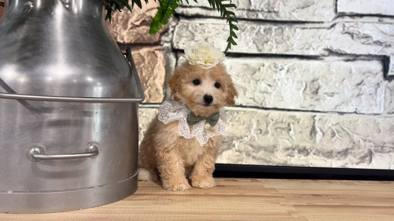 Mini Goldendoodle Fancy F 4971