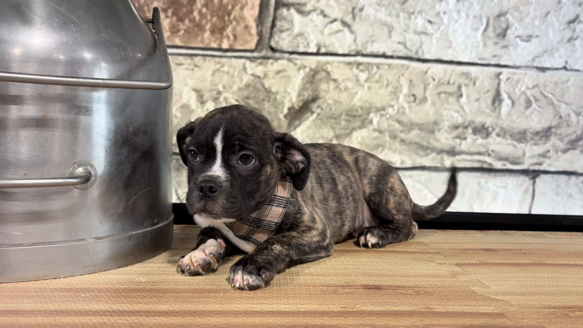 Frenchton M 5069