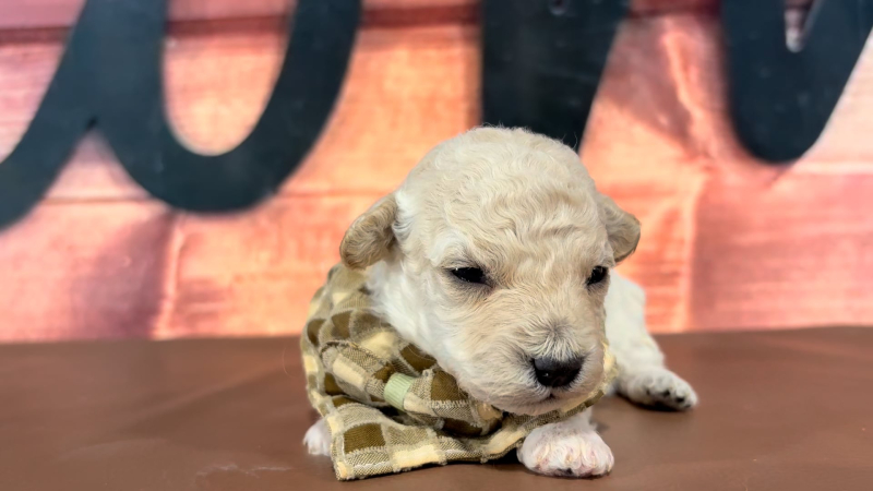 Maltipoo M 4702