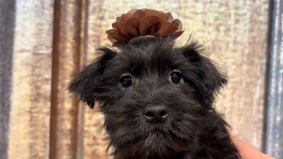 Shihpoo F 4854