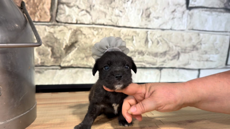 Morkiepoo F 9381