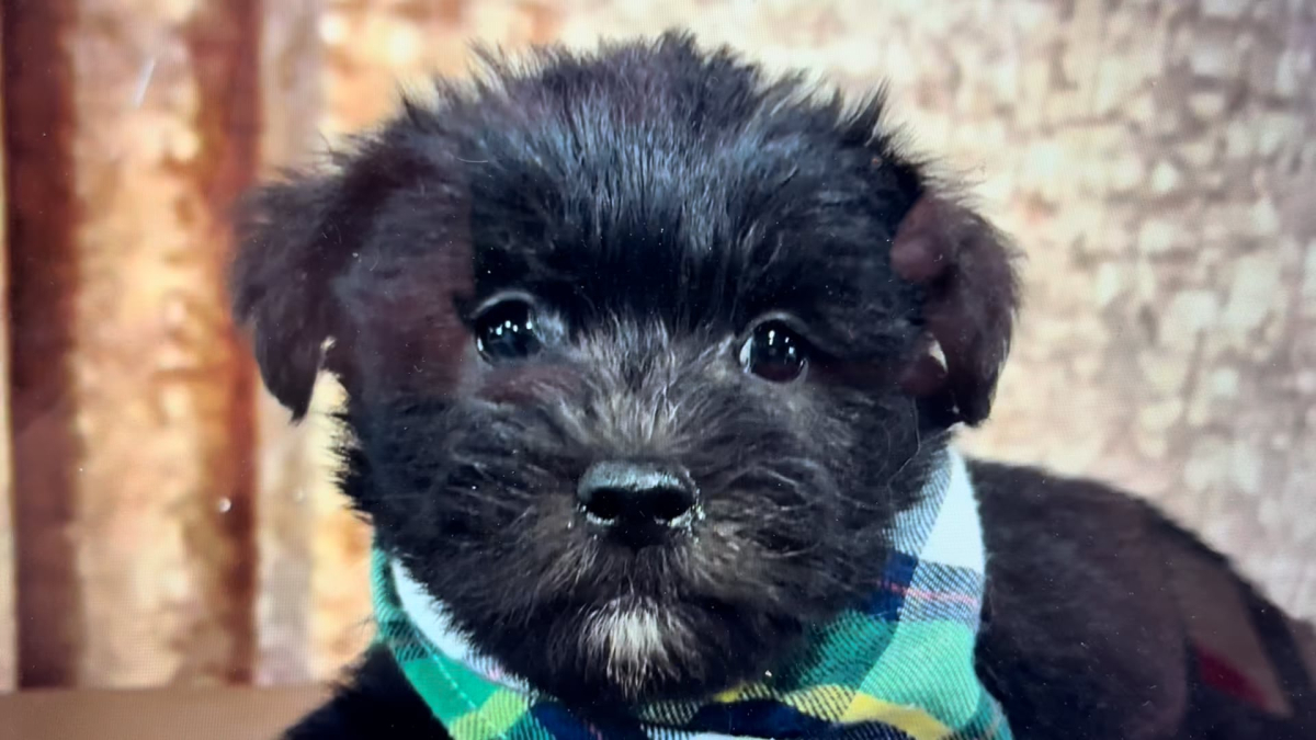 Teacup Shih Tzu M 4857