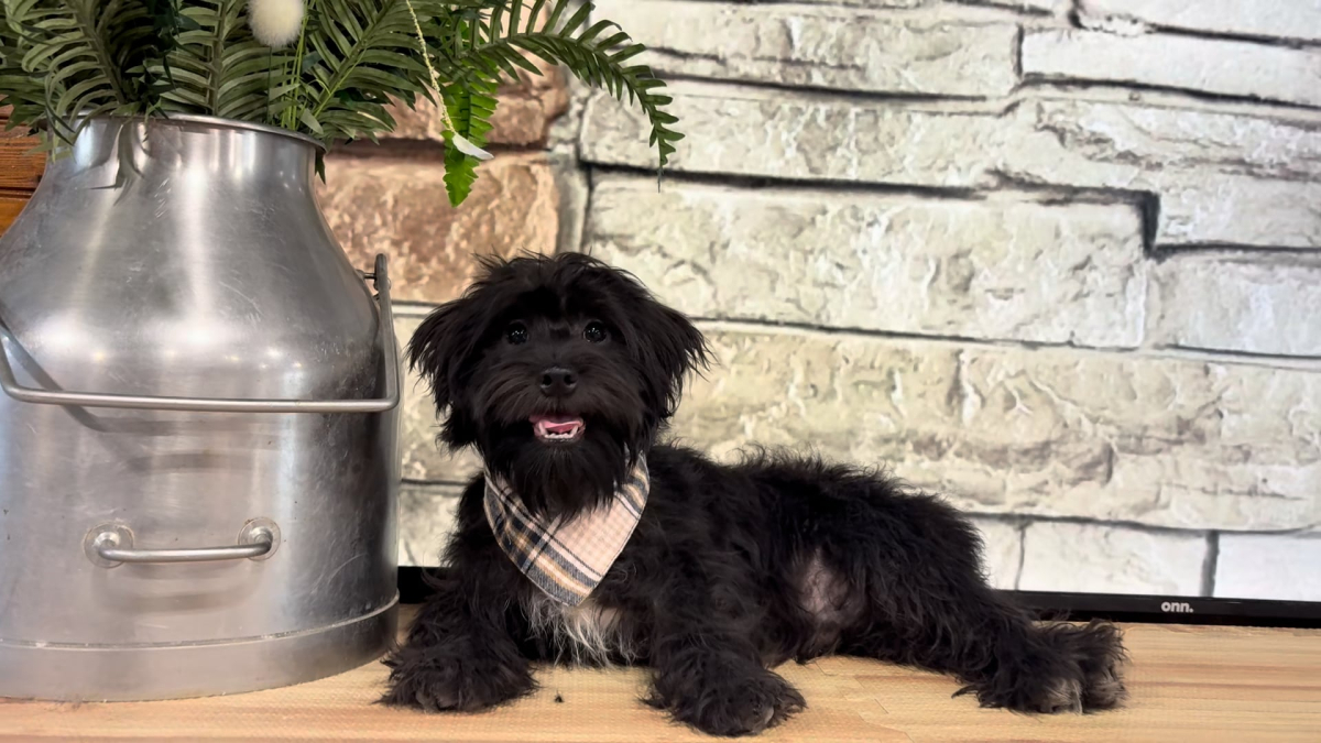 Shihpoo M 4858