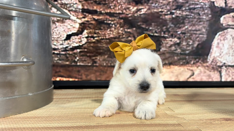 Teddy Bear F 9296