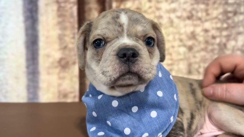 Frenchton Blue Eyes M 4855