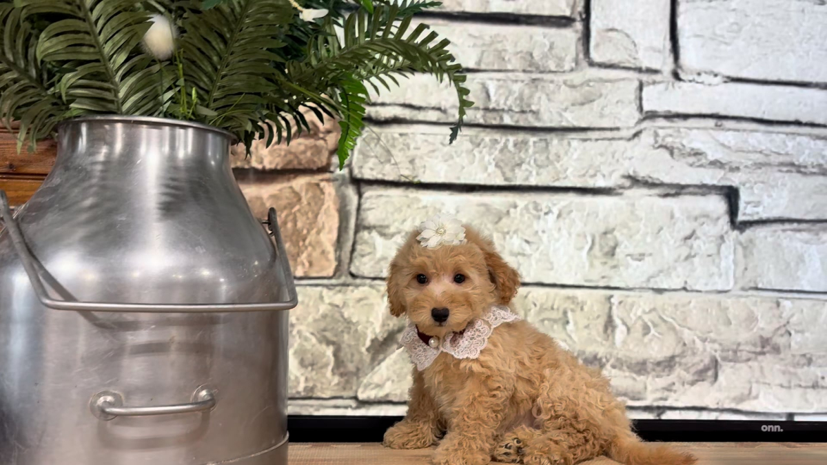 Maltipoo F 4962