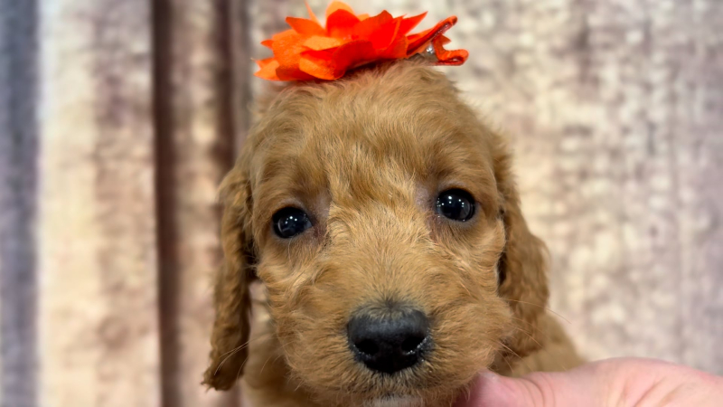 Mini Goldendoodle F1B Platinum Gold F 4908