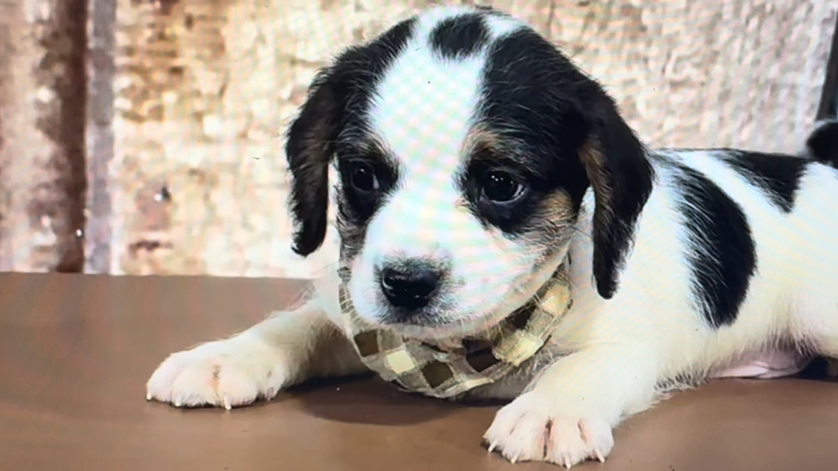 Poogle (Poodle X Puggle) M 4955