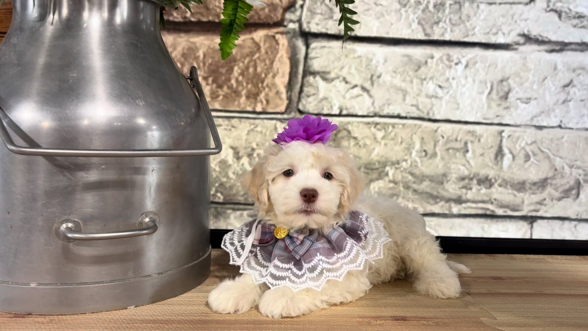 Maltipoo F 4704