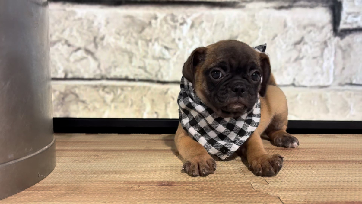 Puggle M 4791