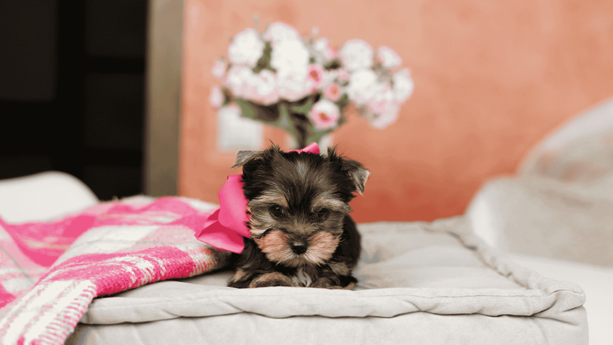 First Week Home: Your New Puppy Adjustment Checklist