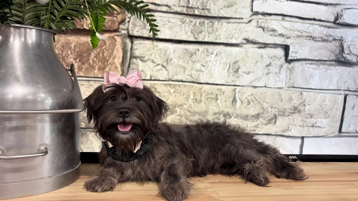 Shihpoo F 4854