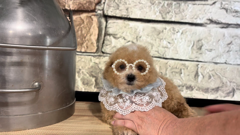 Teddy Bear Fancy F 4972