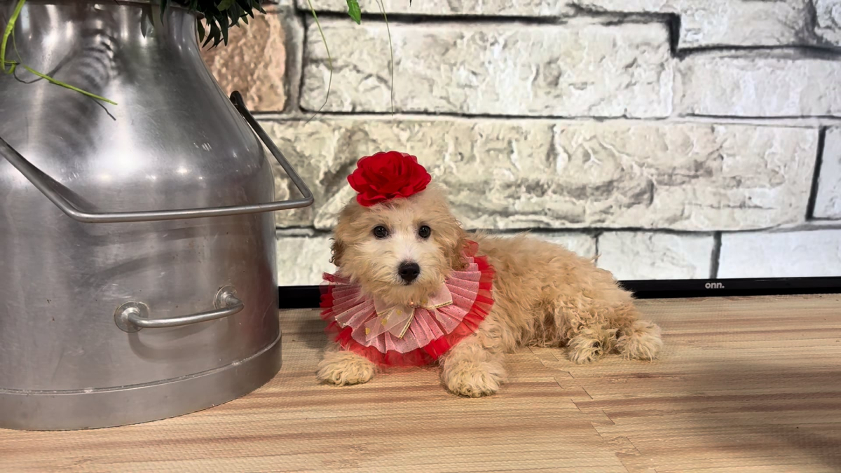 Mini Goldendoodle Fancy F 4971