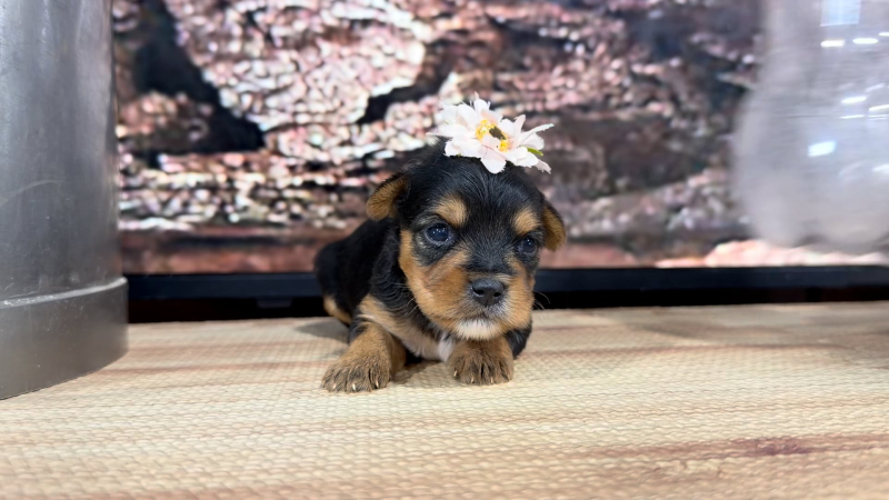 Yorkiepoo F 8847