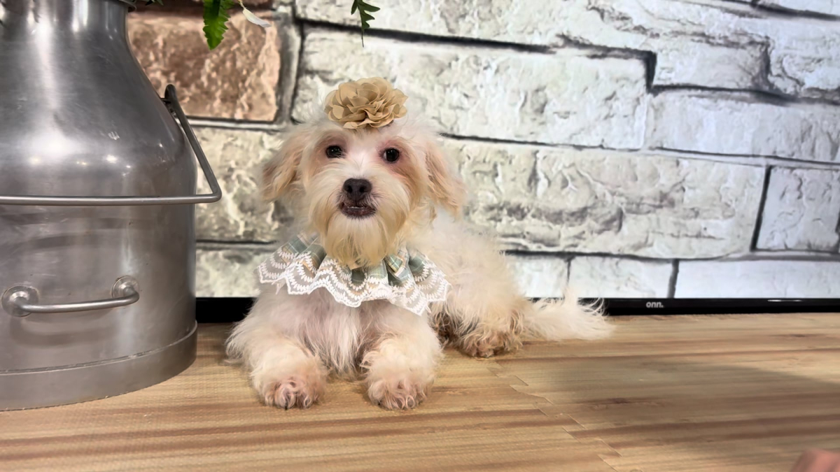 Morkiepoo F 4956