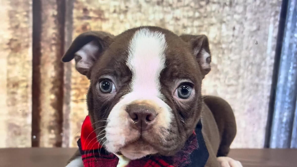 Boston Terrier M 5028