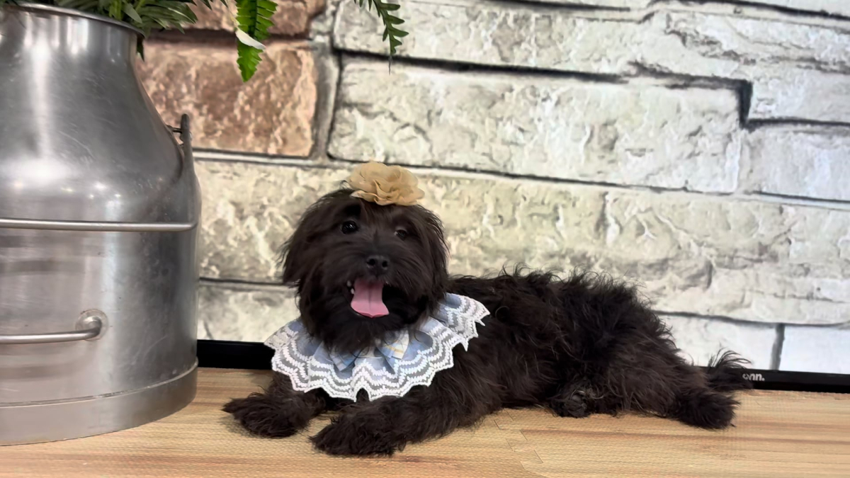 Shihpoo F 4853