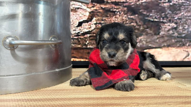 Teddy Bear Blk/Tan M 9289