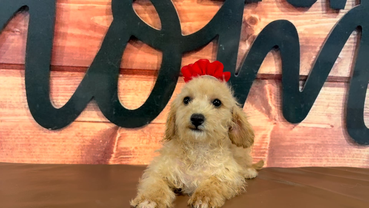 Maltipoo Female 5046