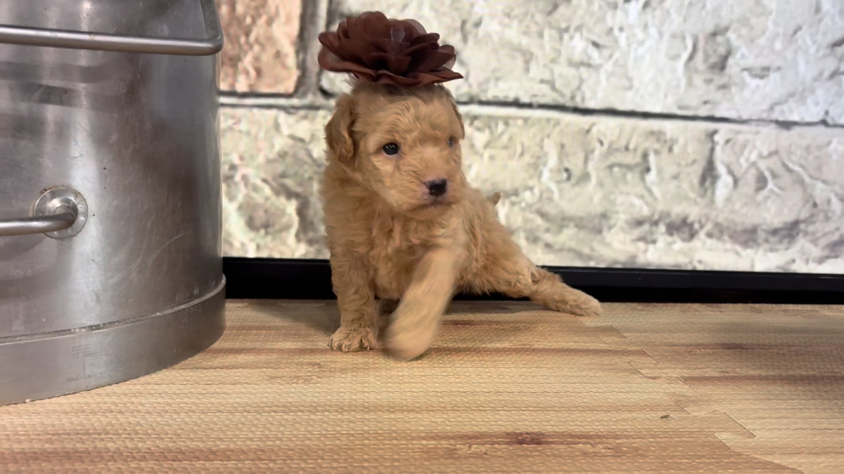 Maltipoo F 4788
