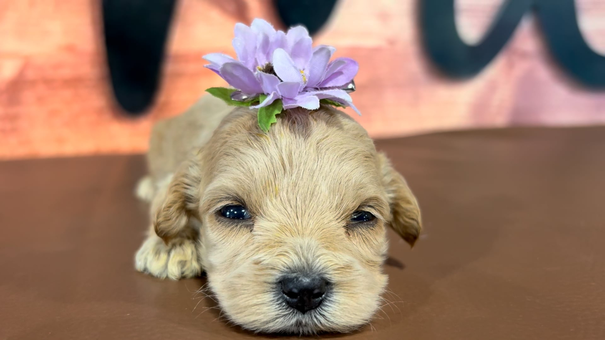 Maltipoo F 5080