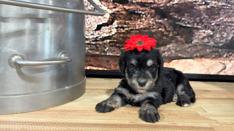 Teddy Bear Blk/Tan F 9281