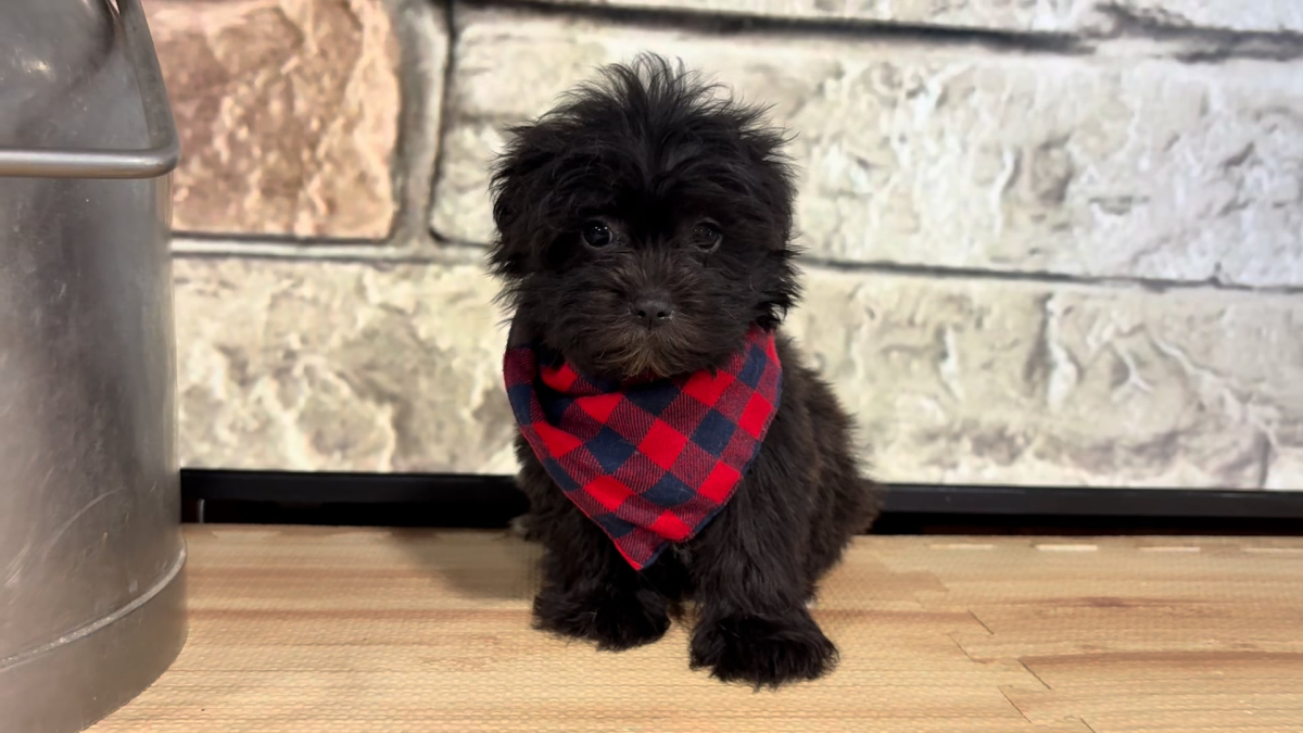 Maltipoo M 4769