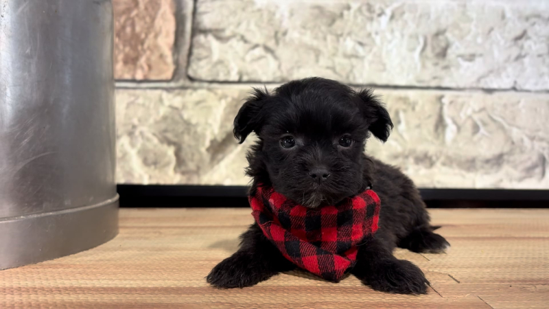 Maltipoo M 4769