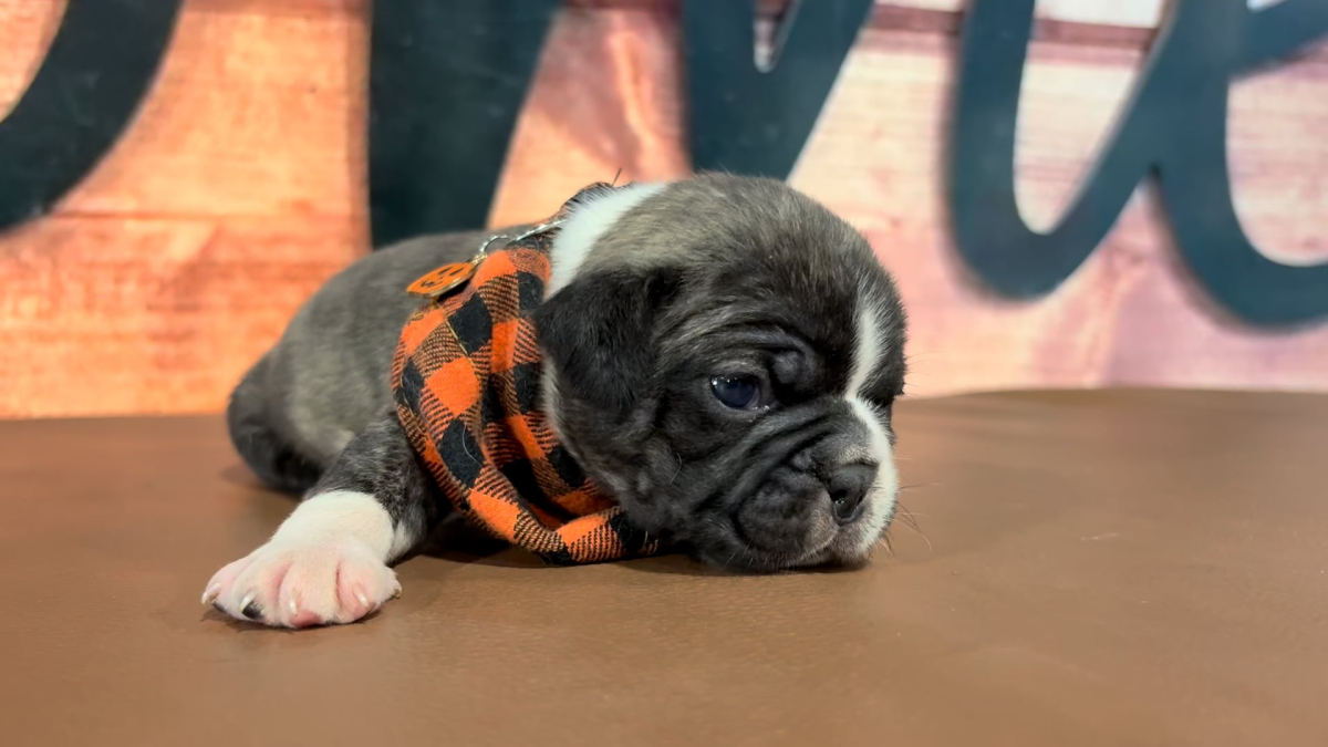Frenchton M 5070