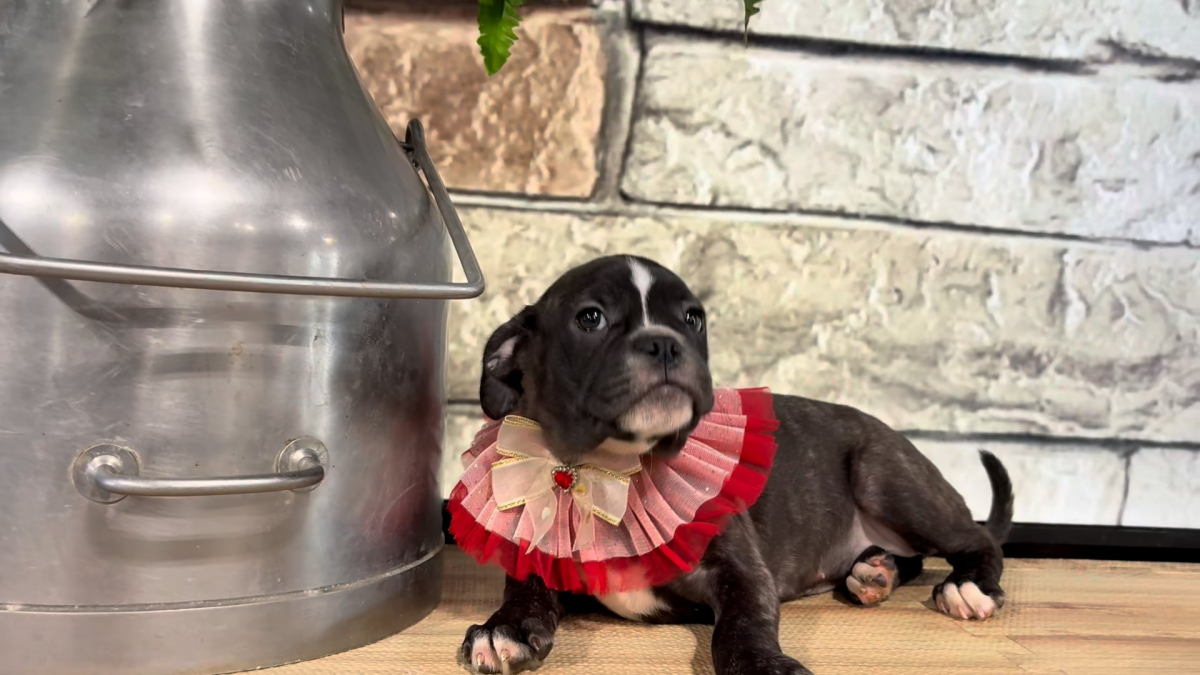Frenchton F 5068