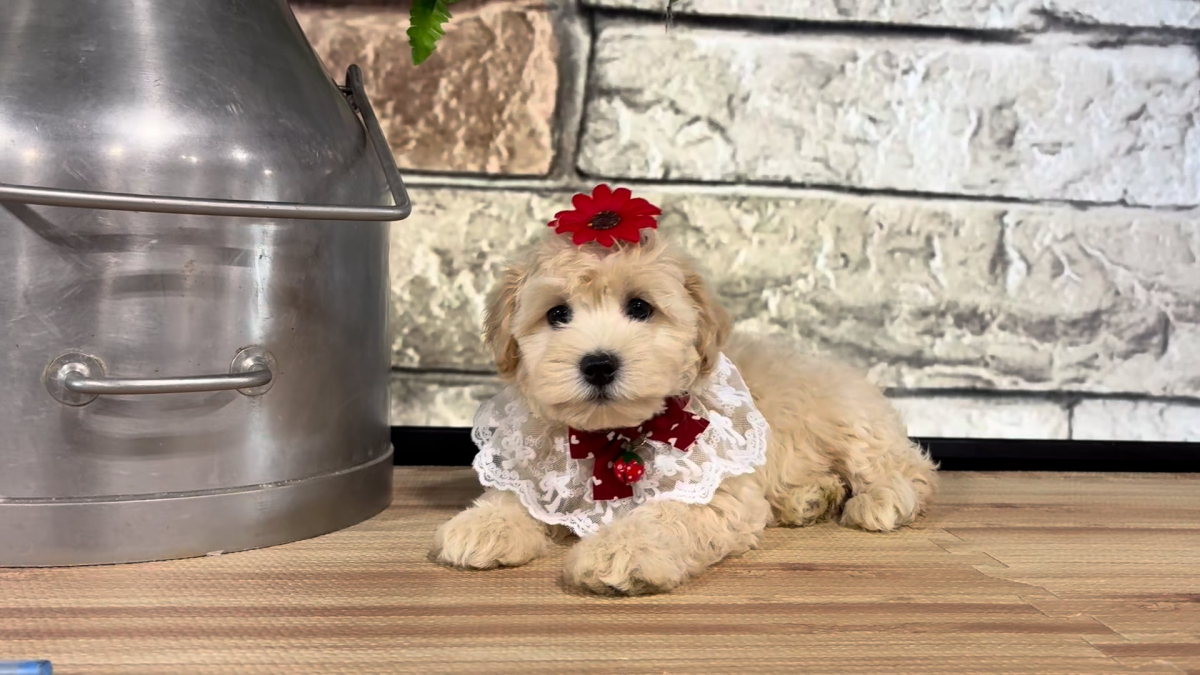 Maltipoo F 4716