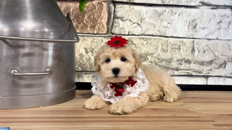 Maltipoo F 4716