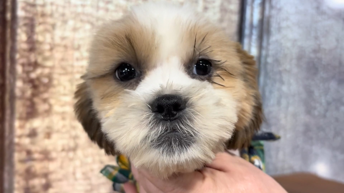 Teddypoo M 5134