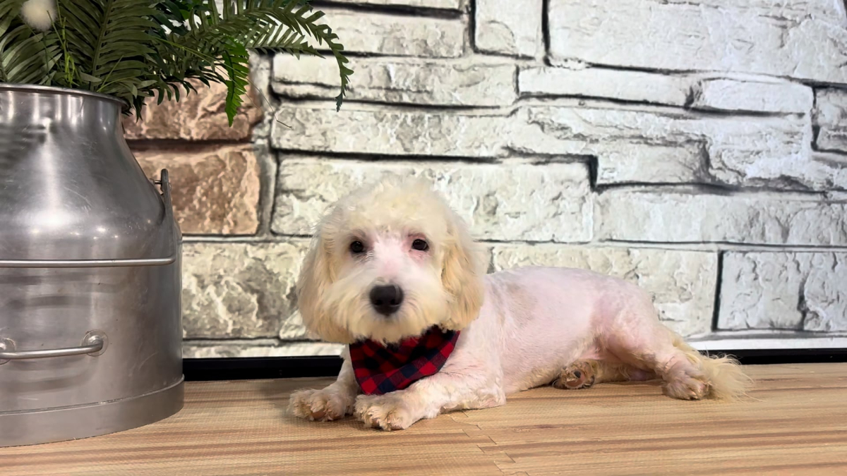 Cavapoo M 5140