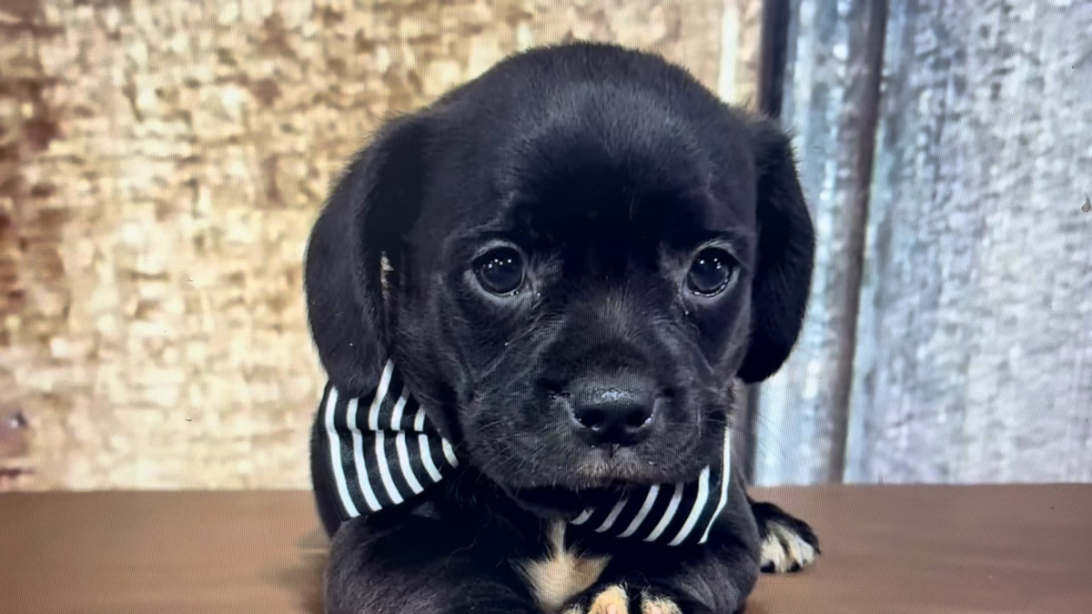 Poogle (Poodle X Puggle) M 5102