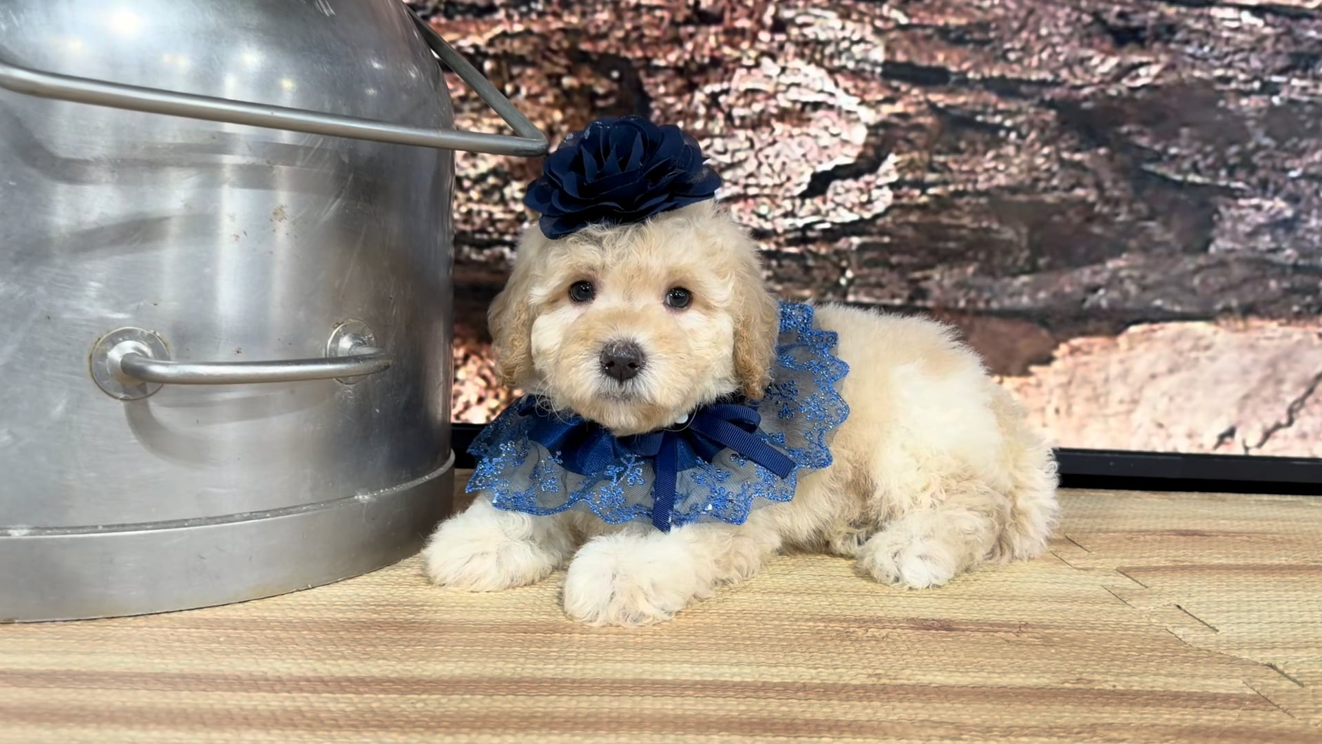 Healthy Pups - Teddypoo (Malshipoo) Peaches & Creme F 9390