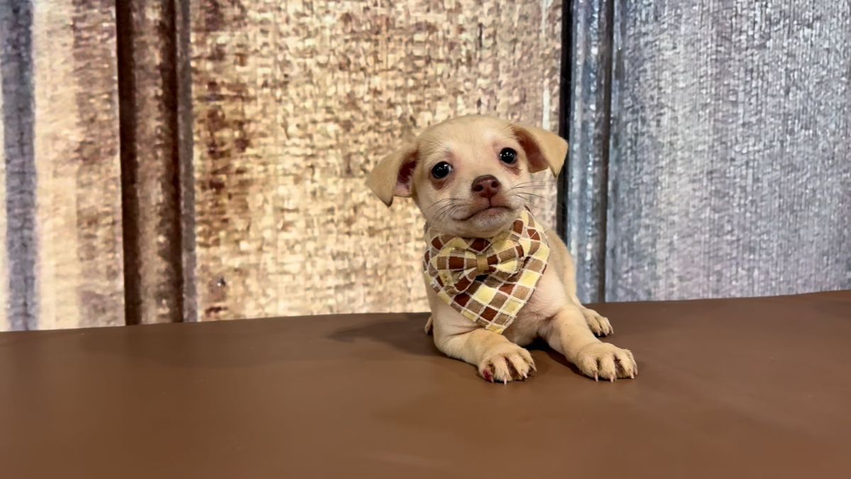 Teacup Chihuahua M 2297