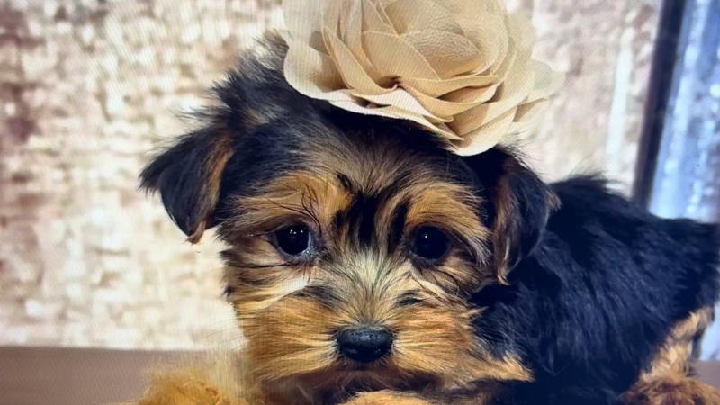 Teacup Yorkshire Terrier F 4848