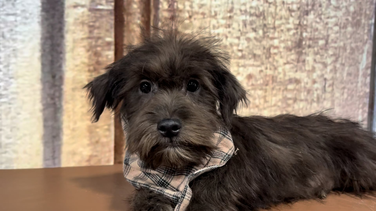 Shihpoo M 4857