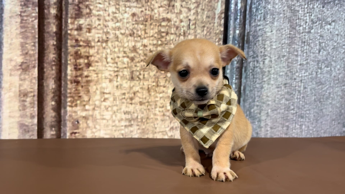 Teacup Chihuahua M 2293