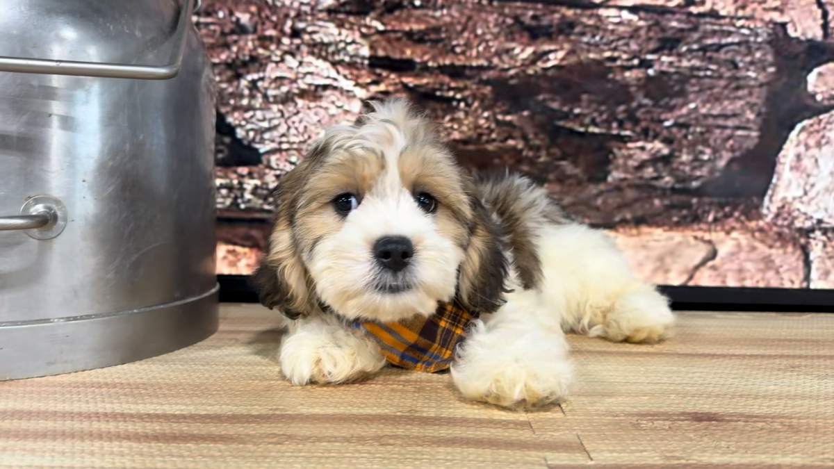 Cavapoo M 4874