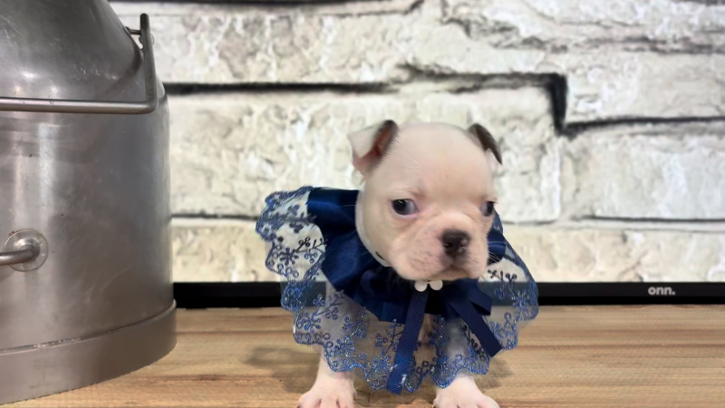 English Frenchie F 4862