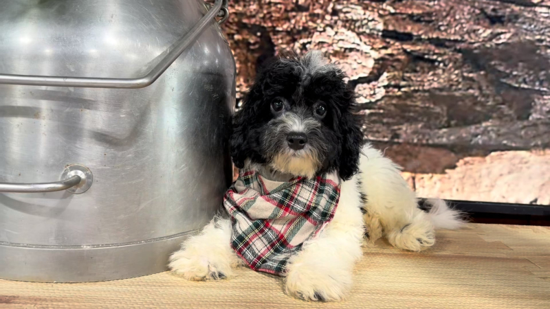 Maltipoo Parti M 4796