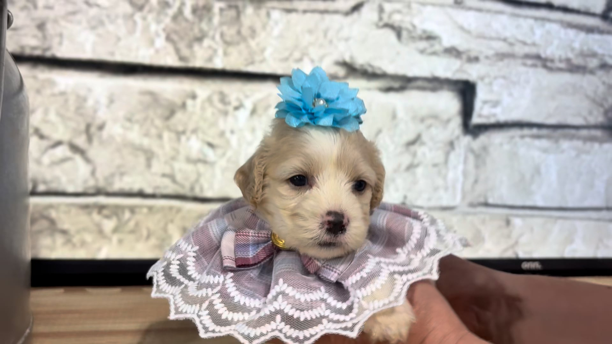 Cavapoo F 4863