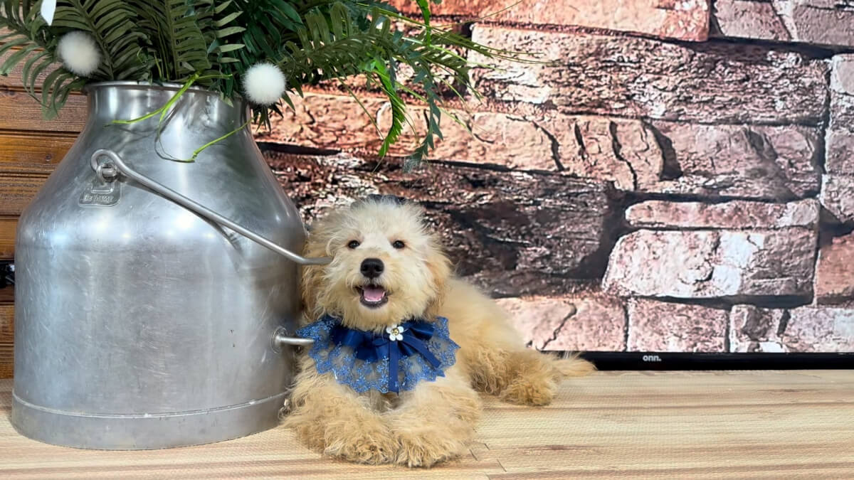 Toy F1BB Goldendoodle F 4962