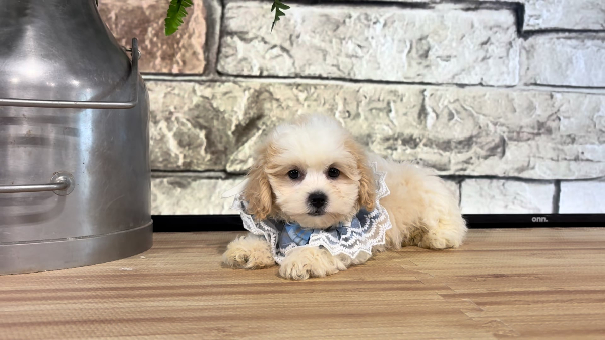 Teddy Bear F 4714