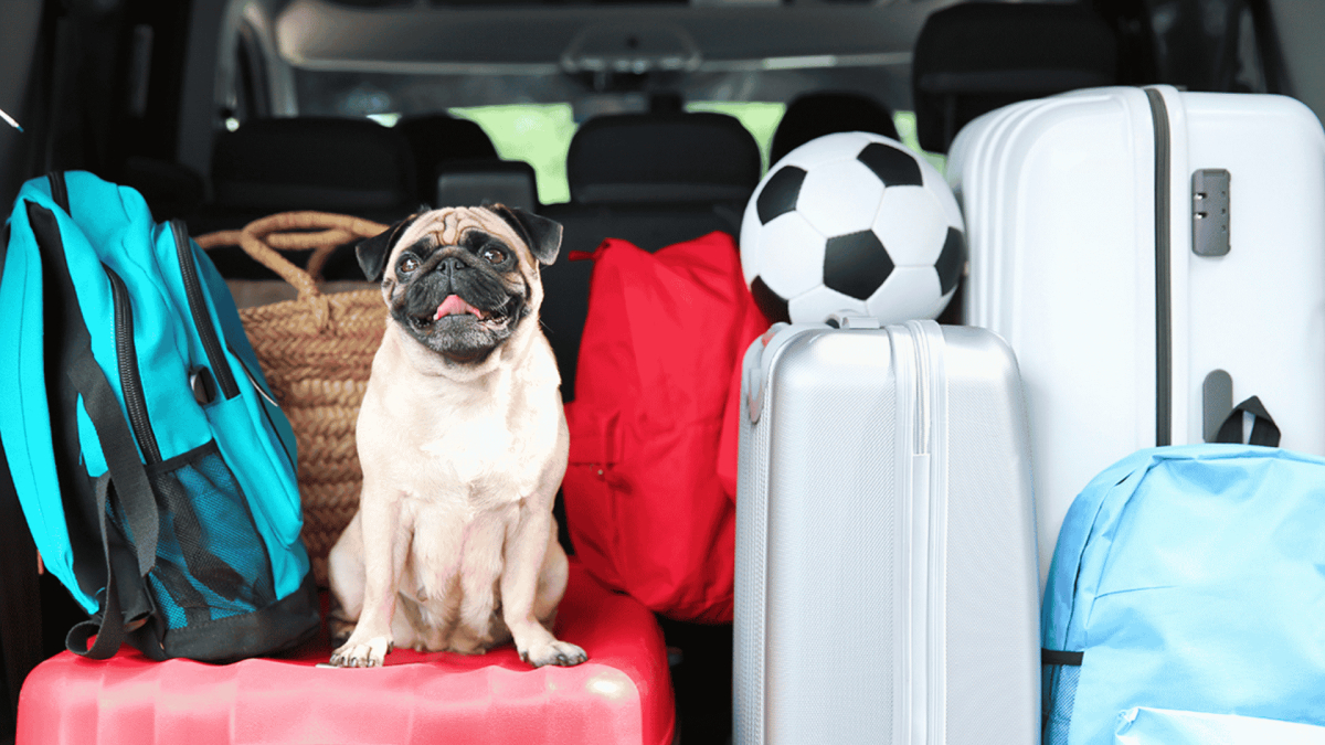 Summer Travel with Your Puppy: Dog-Friendly Vacations