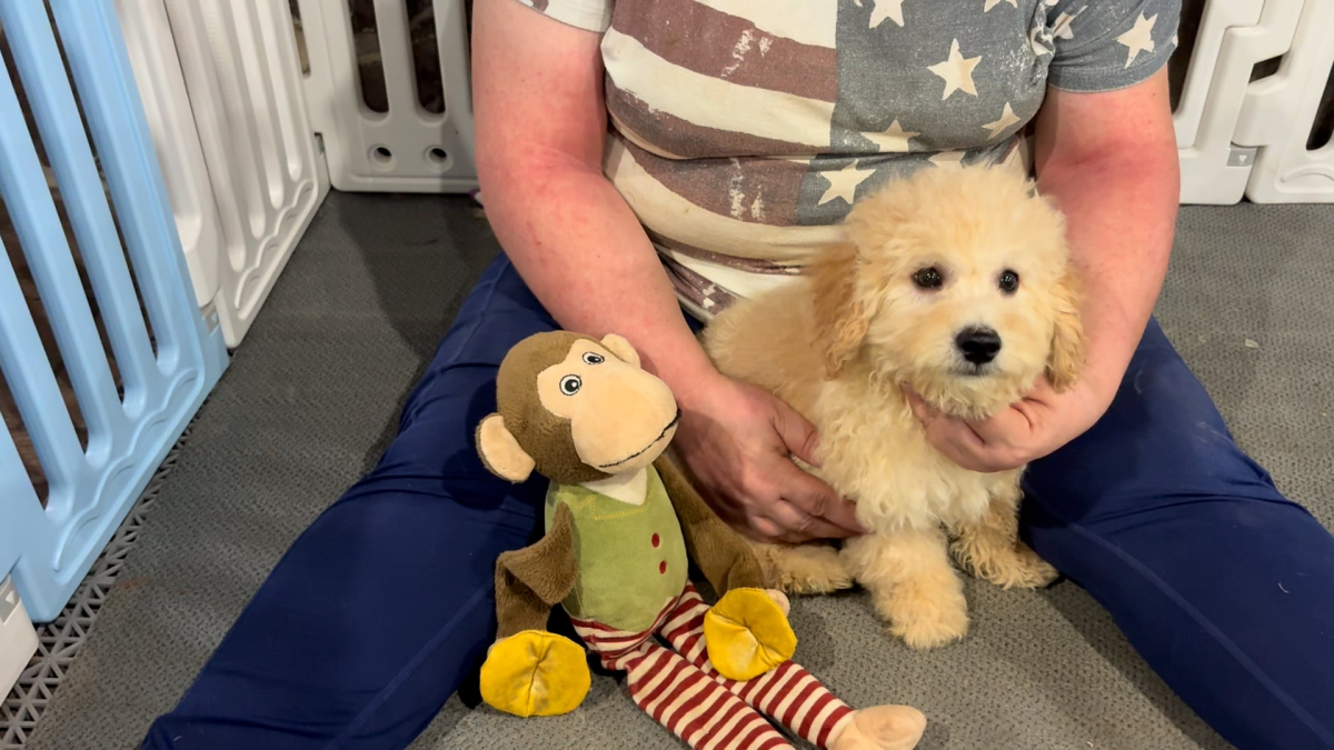 Cavapoo M 4896